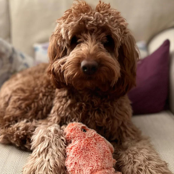 Floppy Lobster™ Interactive Dog Toy