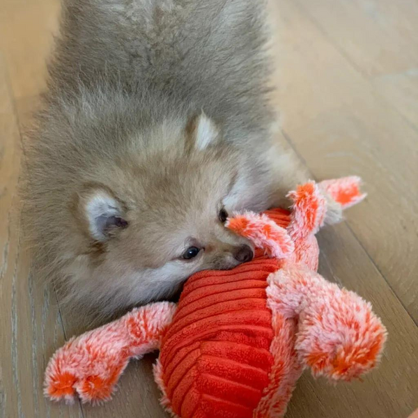 Floppy Lobster™ Interactive Dog Toy