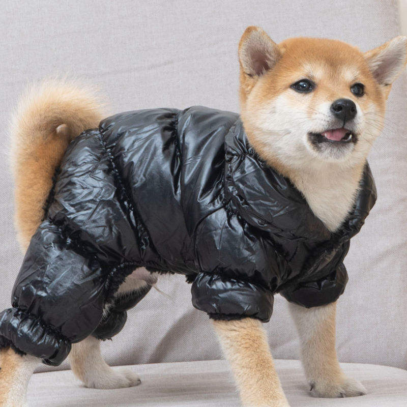 Black Comet - Stylish Small Dogs Jacket