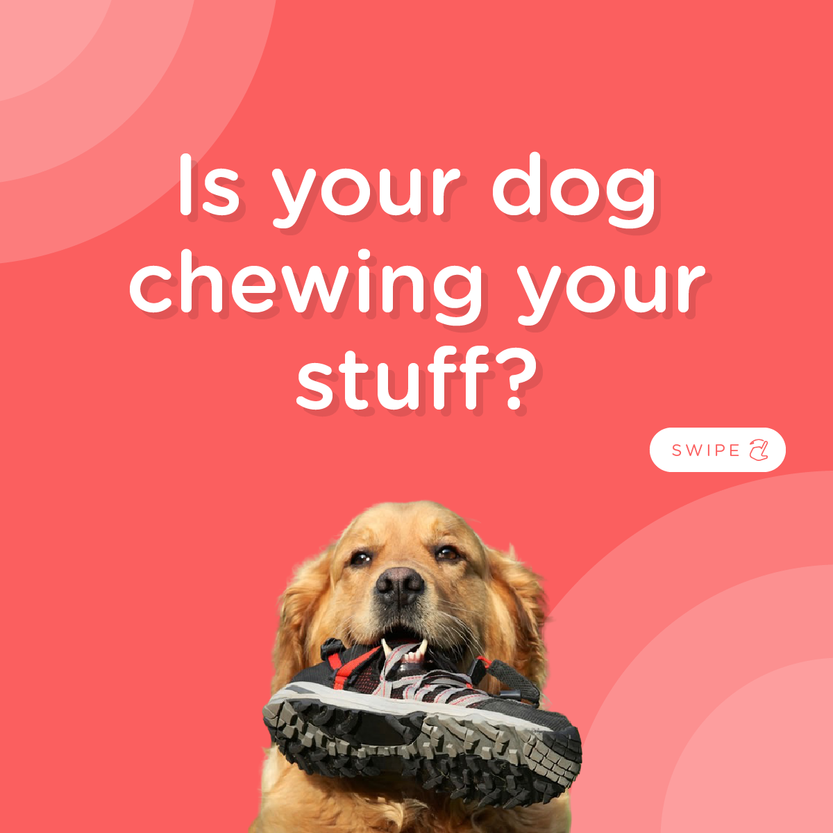 Don't Chew - Anti Chew Spray for Dogs