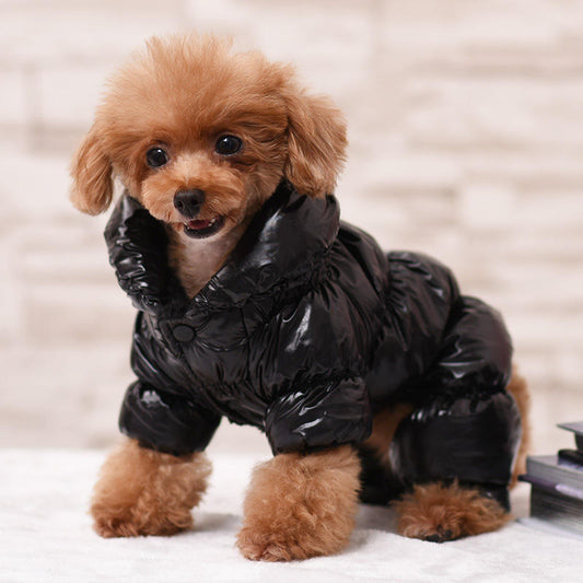 Black Comet - Stylish Small Dogs Jacket