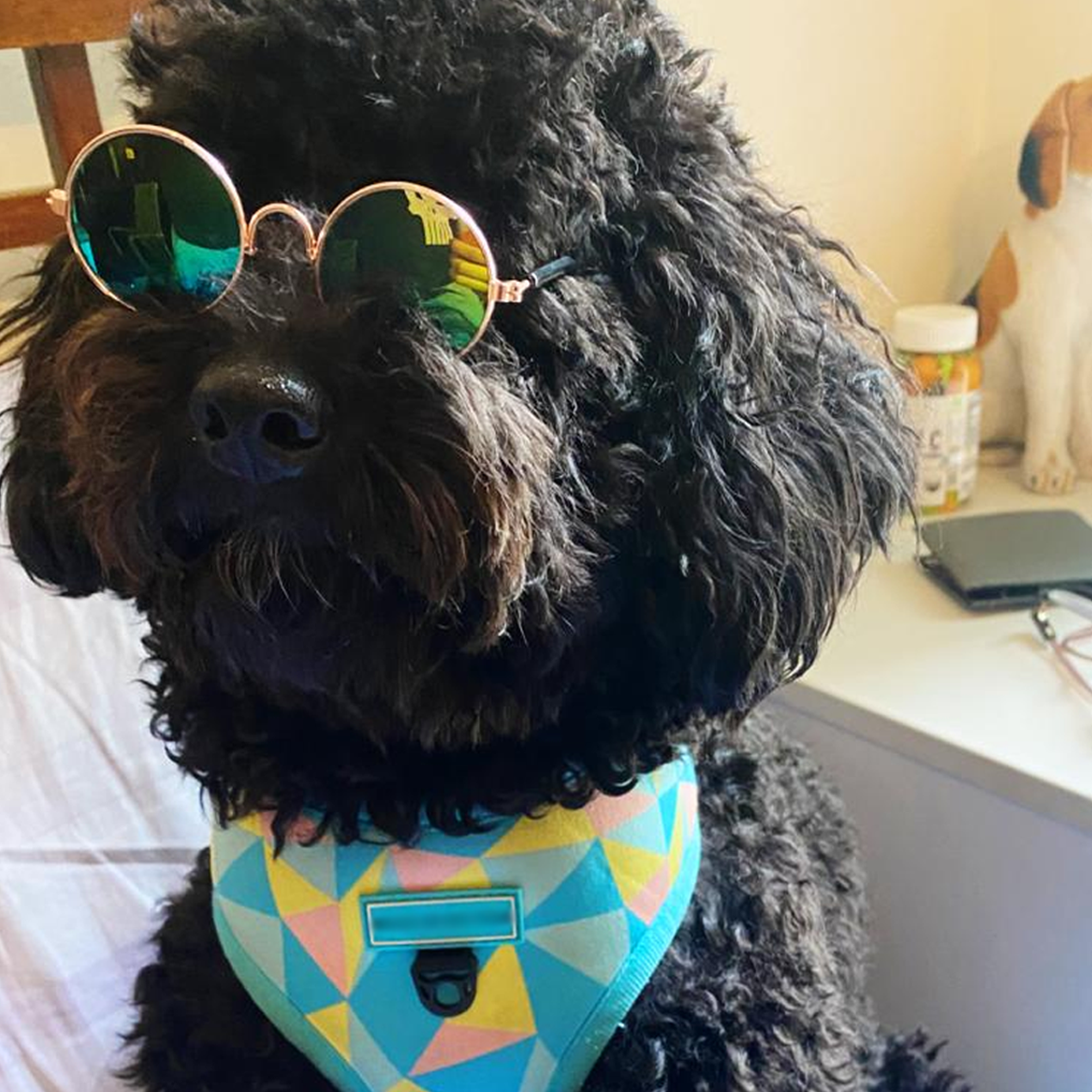 Suave Pet Sun Glasses